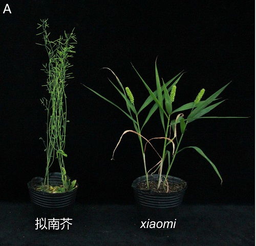 科學(xué)家成功構(gòu)建碳四禾谷類模式植物體系，為谷類作物研究開辟新路徑