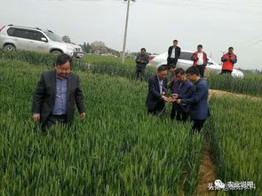 小麥這樣種，1畝收入頂2畝，關(guān)鍵不需要多投資1分錢