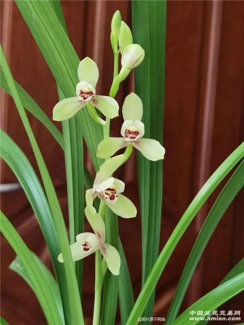 防治作物真菌病害 如何正確為谷類作物選擇殺菌劑