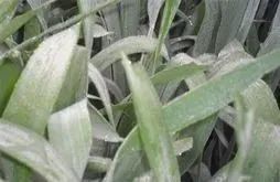 15種常見小麥病害及防治方法