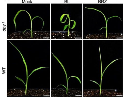 剎車基因亮相，谷子成為C4模式植物的新突破