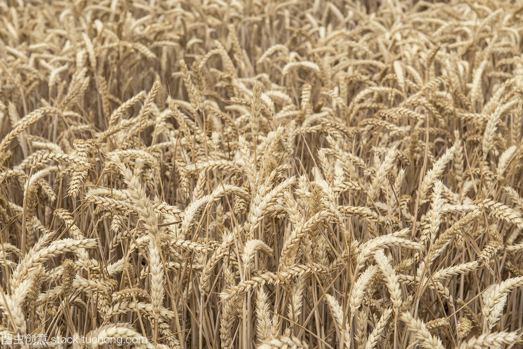 谷類作物 全球糧食安全的基礎(chǔ)