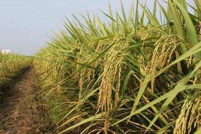 探秘谷類作物耐旱的奧秘 副衛(wèi)細(xì)胞的作用與抗旱作物培育